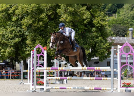 Holsteiner, Sto, 6 år, 167 cm, Rökfärgad svart