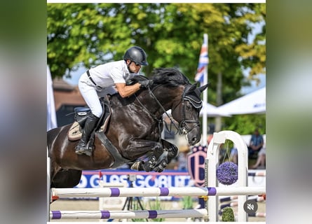 Holsteiner, Stute, 10 Jahre, 167 cm, Rappe