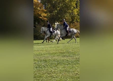 Holsteiner, Stute, 10 Jahre, 167 cm, Schimmel