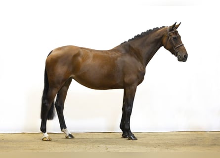Holsteiner, Stute, 10 Jahre, 170 cm, Brauner Holsteiner, Stute, 10 Jahre, 170 cm, Brauner