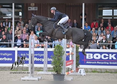 Holsteiner, Stute, 10 Jahre, 170 cm, Rappe