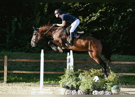 Holsteiner, Stute, 10 Jahre, 172 cm, Brauner
