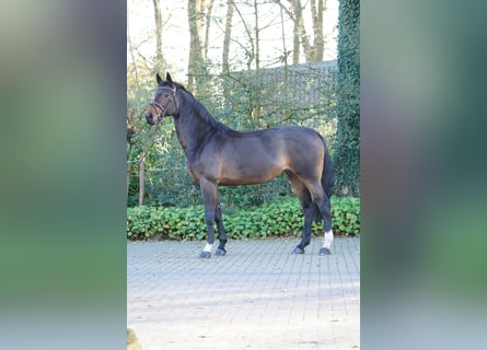 Holsteiner, Stute, 10 Jahre, 174 cm, Brauner