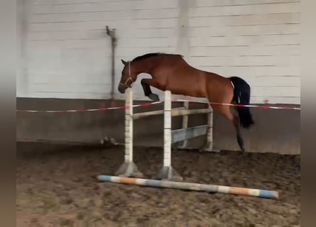 Holsteiner, Stute, 11 Jahre, 169 cm, Brauner