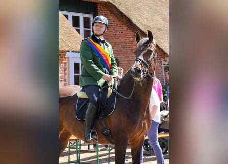 Holsteiner, Stute, 11 Jahre, 172 cm, Brauner