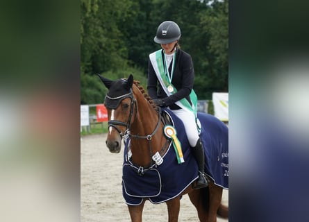 Holsteiner, Stute, 12 Jahre, 167 cm, Fuchs