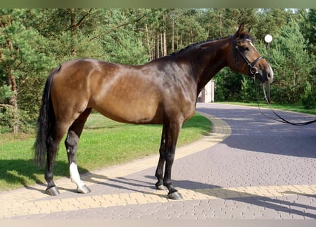 Holsteiner, Stute, 12 Jahre, 169 cm, Brauner