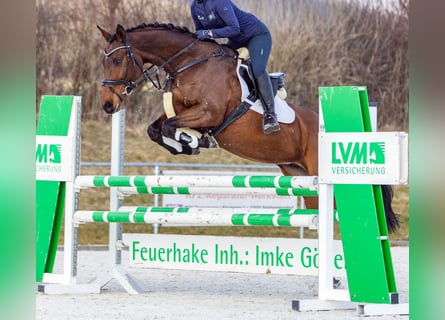 Holsteiner, Stute, 12 Jahre, Brauner