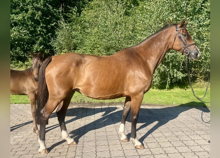 Holsteiner, Stute, 13 Jahre, 170 cm, Brauner