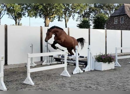 Holsteiner, Stute, 13 Jahre, 172 cm, Brauner