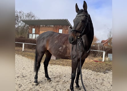 Holsteiner, Stute, 13 Jahre, 172 cm