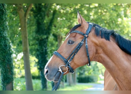 Holsteiner, Stute, 14 Jahre, 155 cm
