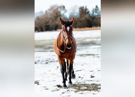 Holsteiner, Stute, 17 Jahre, 162 cm, Brauner