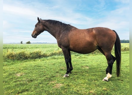 Holsteiner, Stute, 18 Jahre, 165 cm, Brauner