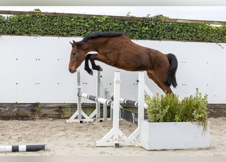 Holsteiner, Stute, 3 Jahre, 160 cm, Brauner