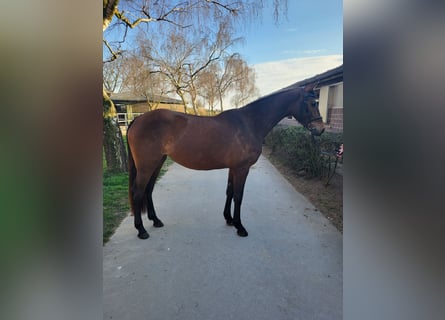 Holsteiner, Stute, 3 Jahre, 162 cm, Brauner
