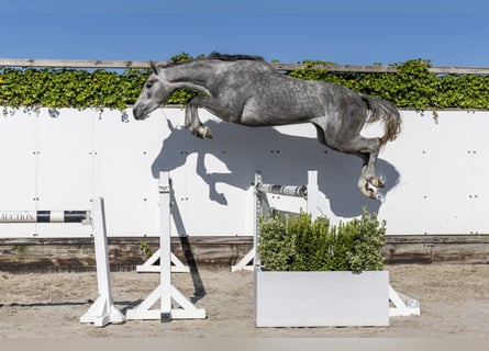 Holsteiner, Stute, 3 Jahre, 163 cm