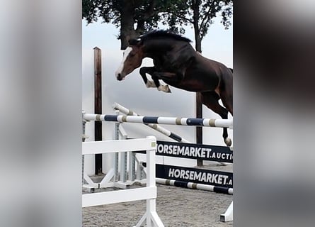Holsteiner, Stute, 3 Jahre, 163 cm, Rotbrauner