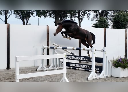 Holsteiner, Stute, 3 Jahre, 163 cm, Rotbrauner
