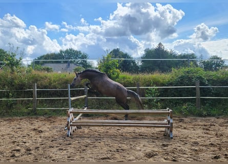 Holsteiner, Stute, 3 Jahre, 165 cm, Schimmel