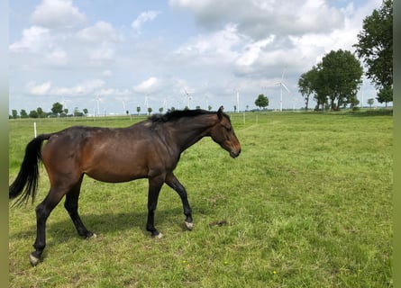 Holsteiner, Stute, 3 Jahre, 165 cm, Schwarzbrauner