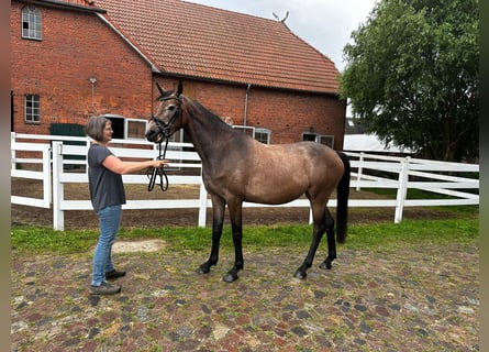 Holsteiner, Stute, 3 Jahre, 168 cm, Schimmel