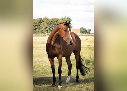 Holsteiner, Stute, 3 Jahre, 170 cm, Brauner