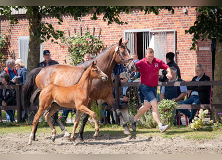Holsteiner, Stute, 3 Jahre, 170 cm, Brauner
