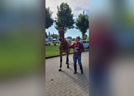Holsteiner, Stute, 3 Jahre, 171 cm, Brauner
