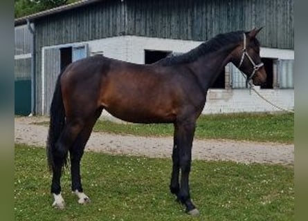 Holsteiner, Stute, 3 Jahre, 171 cm, Dunkelbrauner
