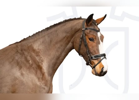 Holsteiner, Stute, 3 Jahre, Brauner