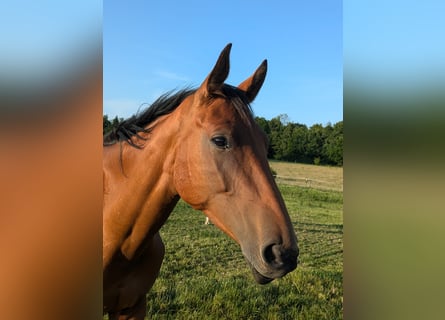 Holsteiner, Stute, 3 Jahre, Brauner