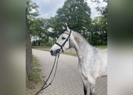Holsteiner, Stute, 4 Jahre, 157 cm, Schimmel