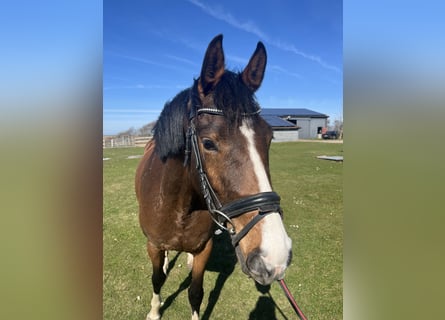 Holsteiner, Stute, 4 Jahre, 158 cm, Brauner