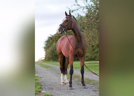 Holsteiner, Stute, 4 Jahre, 161 cm, Brauner