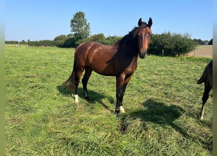 Holsteiner, Stute, 4 Jahre, 163 cm