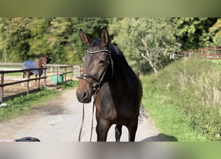 Holsteiner, Stute, 4 Jahre, 165 cm, Brauner