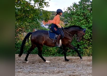 Holsteiner, Stute, 4 Jahre, 165 cm, Schwarzbrauner