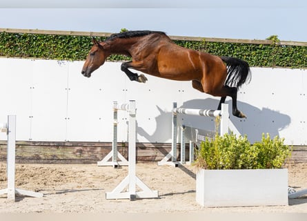 Holsteiner, Stute, 4 Jahre, 166 cm, Brauner
