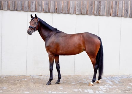 Holsteiner, Stute, 4 Jahre, 166 cm, Dunkelbrauner