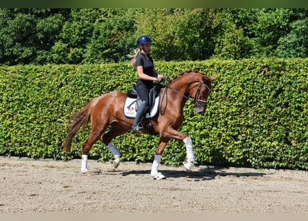 Holsteiner, Stute, 4 Jahre, 167 cm, Fuchs