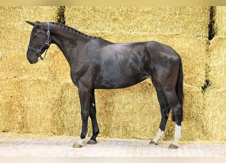 Holsteiner, Stute, 4 Jahre, 167 cm, Rappe