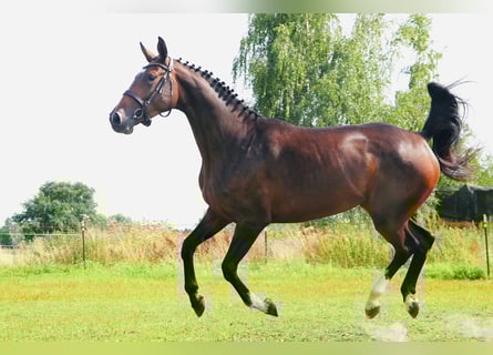 Holsteiner, Stute, 4 Jahre, 167 cm