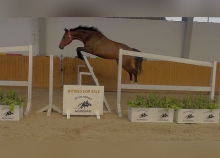 Holsteiner, Stute, 4 Jahre, 168 cm, Brauner