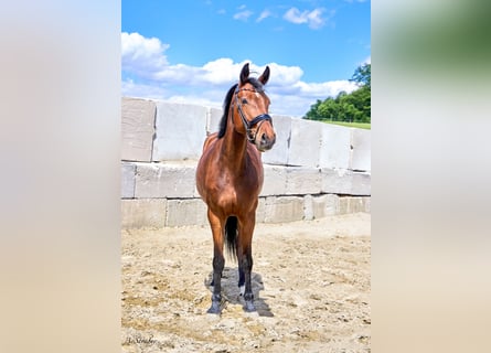Holsteiner, Stute, 4 Jahre, 168 cm, Brauner