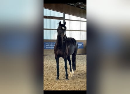 Holsteiner, Stute, 4 Jahre, 168 cm, Dunkelbrauner