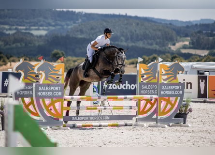 Holsteiner, Stute, 4 Jahre, 168 cm, Schimmel