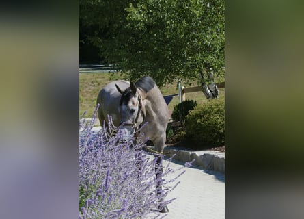 Holsteiner, Stute, 4 Jahre, 168 cm