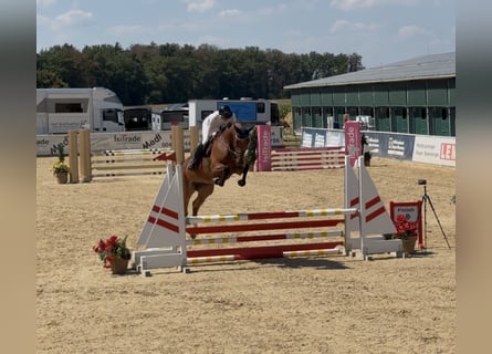 Holsteiner, Stute, 4 Jahre, 171 cm, Brauner