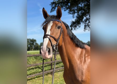 Holsteiner, Stute, 4 Jahre, 172 cm, Brauner